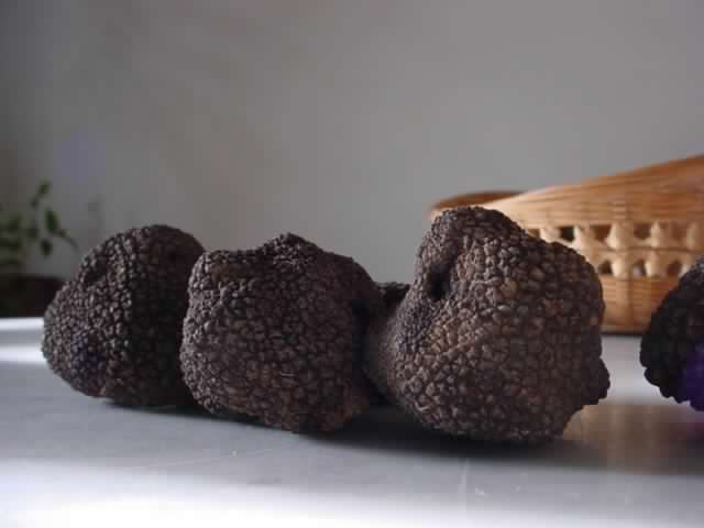funghi