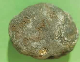 funghi